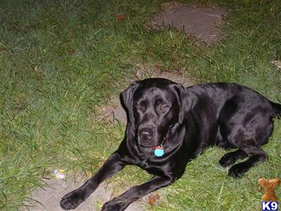 Stud Dogs - Labrador Retriever